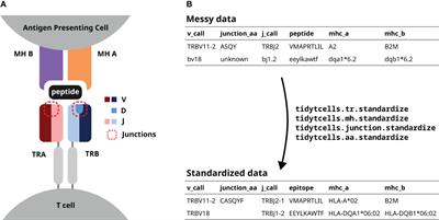 tidytcells: standardizer for TR/MH nomenclature